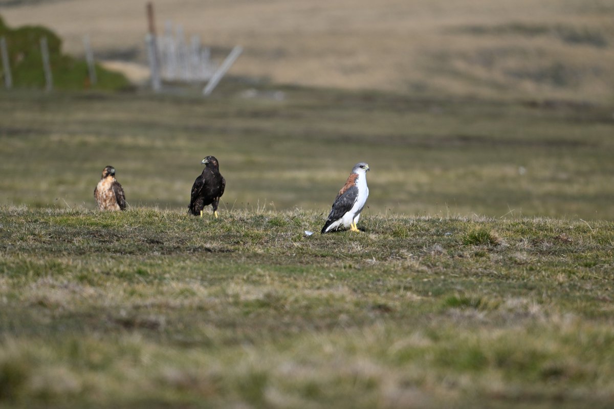 We were out shooting geese yesterday😵‍💫..it didn't take long for the Red-Backed hawks to appear..we had 9 at one stage...