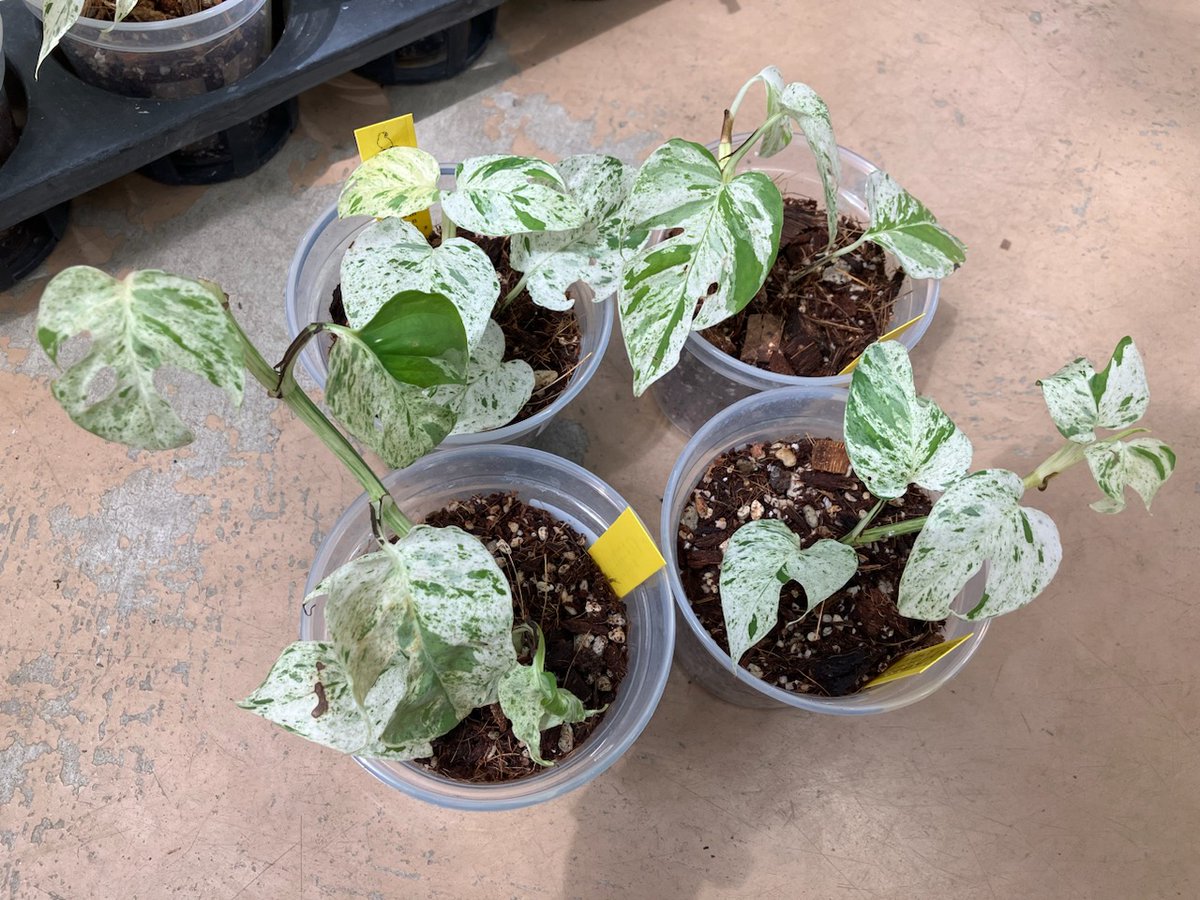 超希少❗️美白❗️ジャガランダ　斑入り✨ ガーデンセンター瑞穂店】 希少品種の斑入りの ＃観葉植物 が入荷して