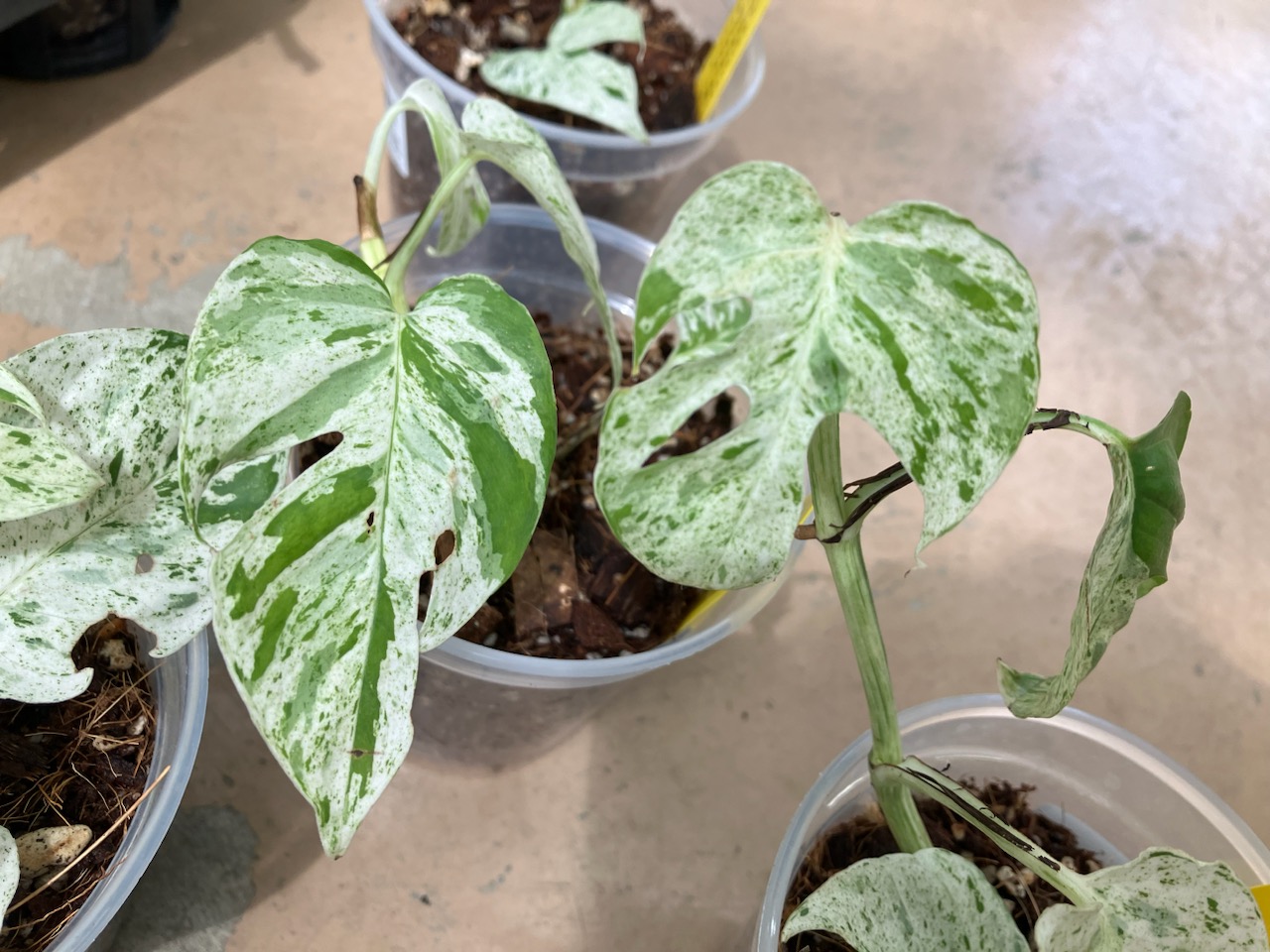 EMILIO ROBBA モンステラ 観葉植物 フェイクグリーンでこだわり