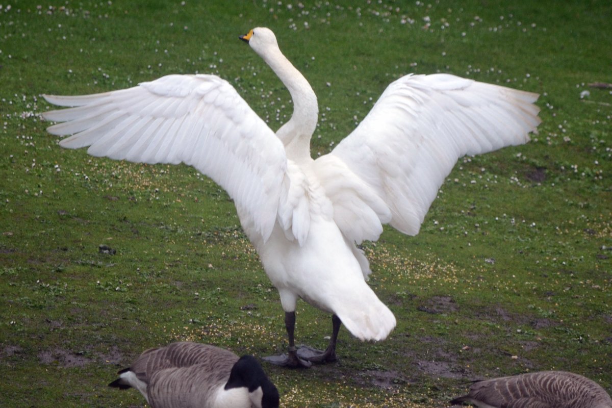 Whooper swan stretching wings yesterday in the rain