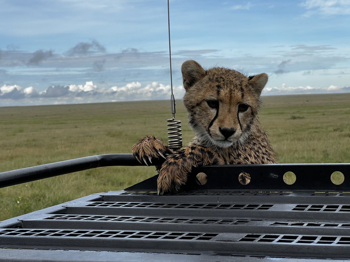 Hubby just returned from a photo safari in Tanzania. Saw this little guy while there.