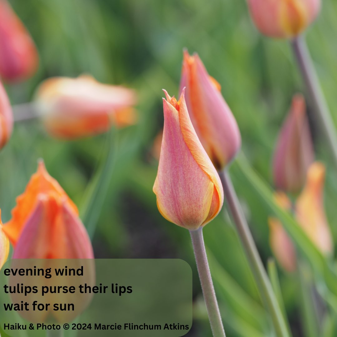 I love seeing flowers in the early spring. It gives me hope for warmer weather (I’m a summer gal through and through). There’s lots of poetry updates on my #poetryfriday post today: marcieatkins.com/2024/04/19/poe…