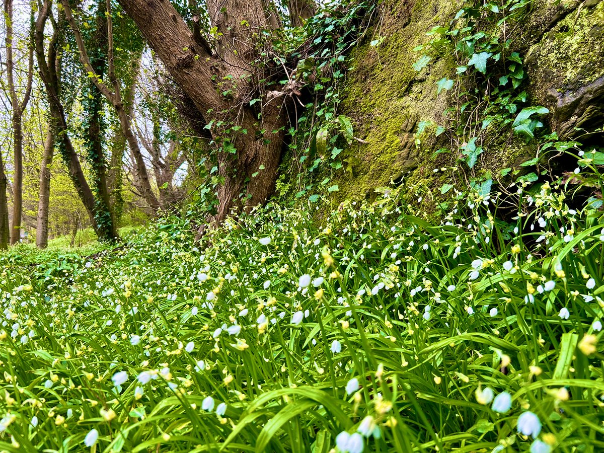 A carpet of wild garlic #fridaymorning #forage #woodland #springtime #green