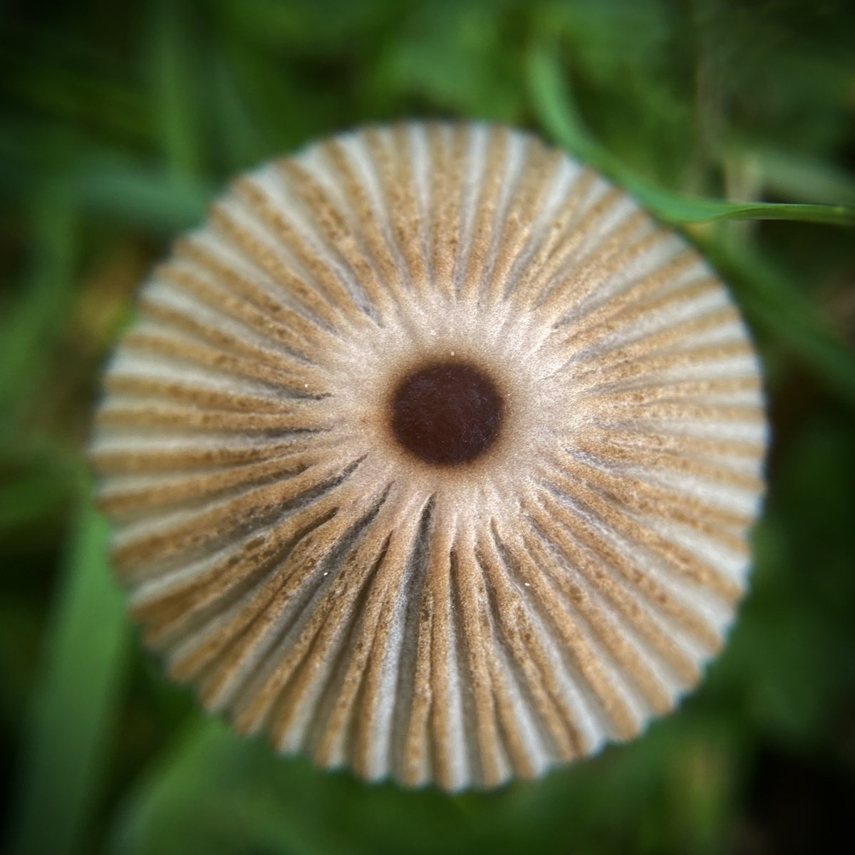 Parasola plicatilis - Pleated Inkcap #FungiFriday