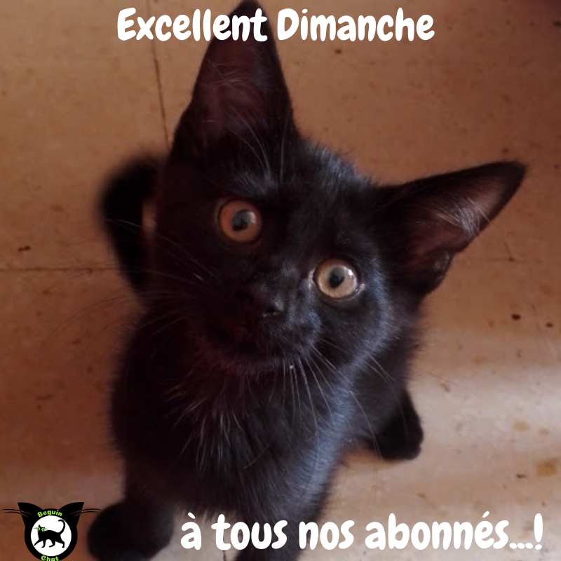 ❤️Beguin-chat souhaite à tous ses abonnés.. un Excellent dimanche...!! ❤️ ✅Votre bijou ou jouet Félin..!! ➡️beguin-chat.com