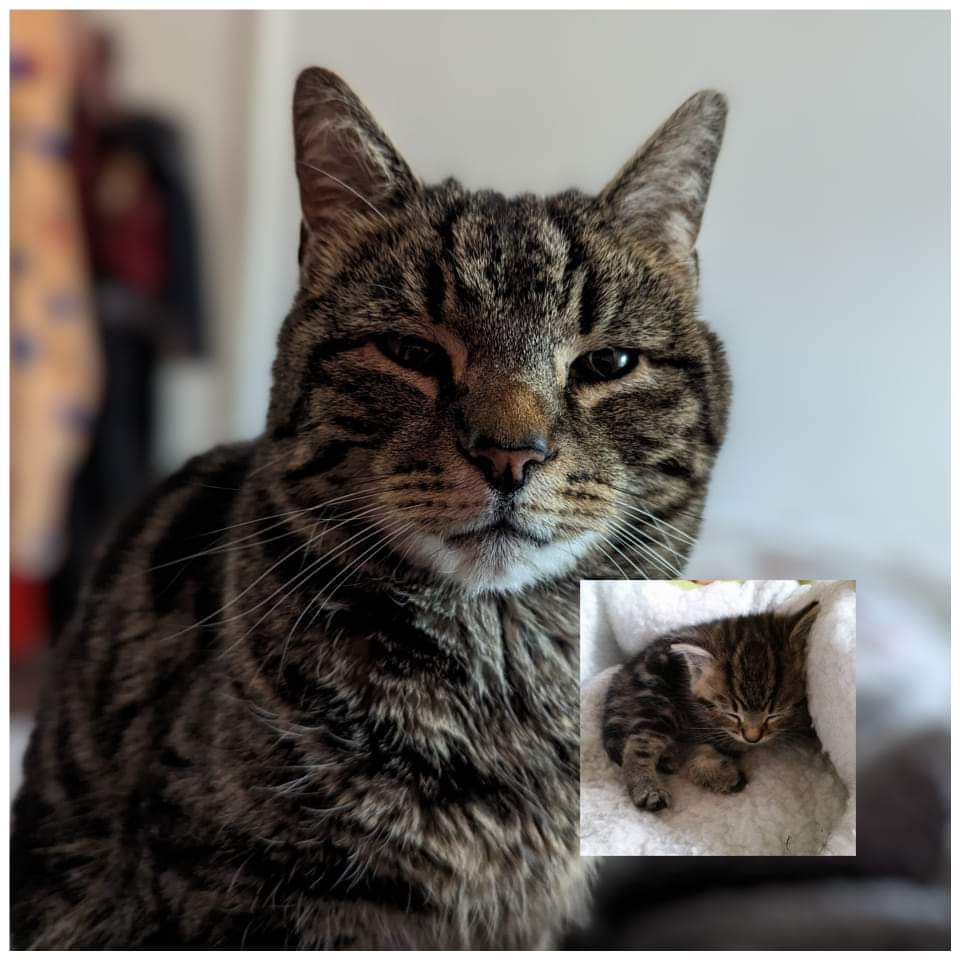 Amos the Magnificent is 9. How did that happen!! He was a tiny 5 week old kitten when he came to us. They said he was 9 weeks but it was apparent he wasn't. I kept him because obviously he needed caring for. He is a King among cats & I love him. He can take or leave me... #cats