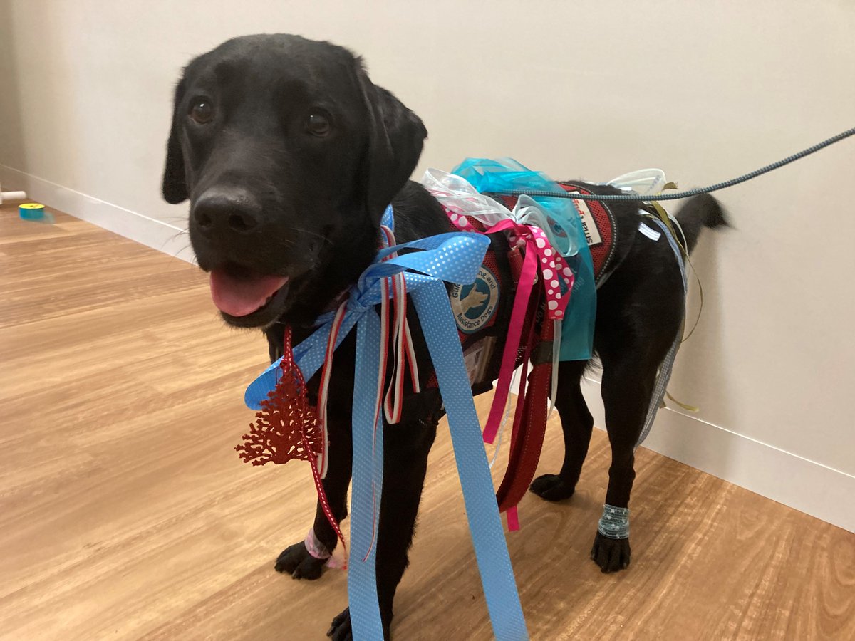 Practicing tying bows (for shoe lace practice) during Pawsitive Connections Club with Pizzazz. Thankfully Pizzazz is up for all sorts of helpful deeds. #NorthLakes #SucceedHealthcareSolutions #TherapyDogs