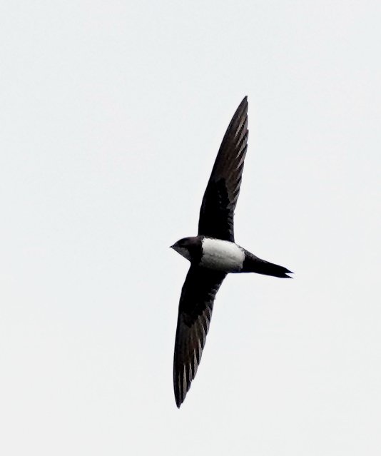 Neil Donaghy tweet media