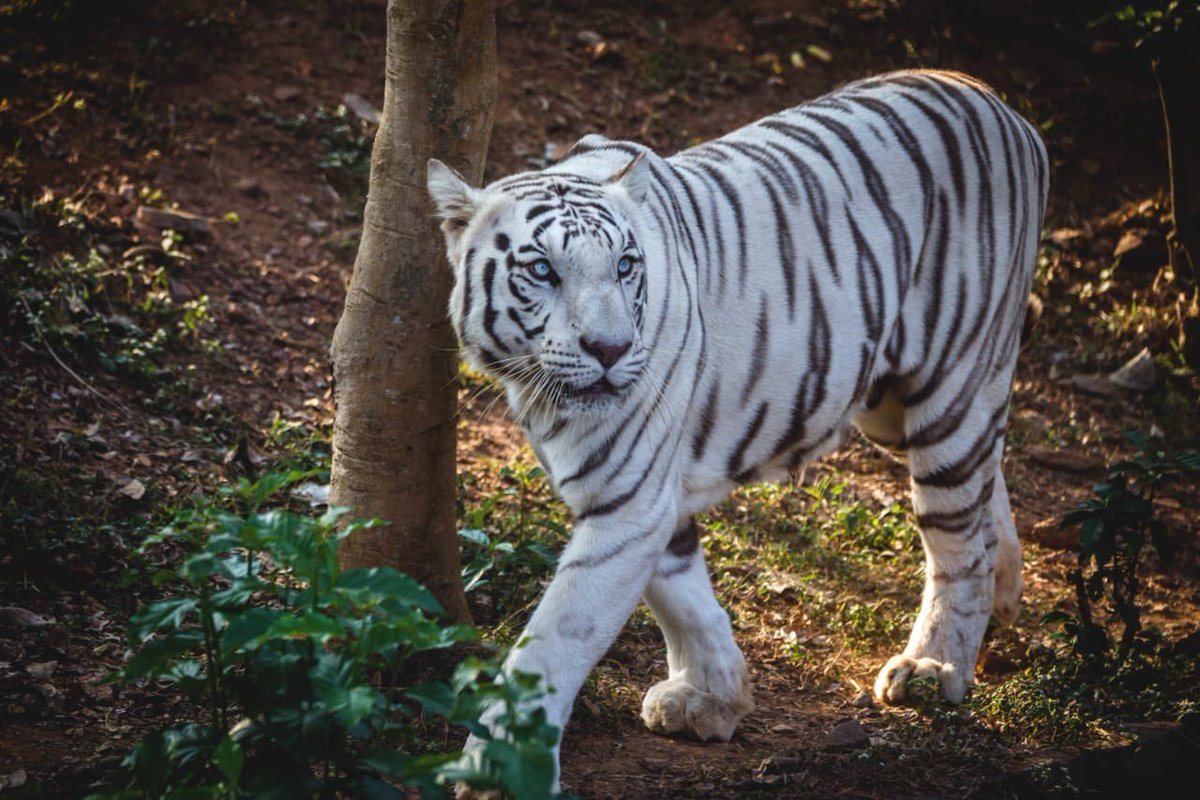 White tigress Sneha of Nandankanan expired today due to old age related health complications. She was born at Nandankanan & had given birth to 3 litters( 9 cubs-3 white, 4 normal, 2 Melanistic). Rest in peace ♥️