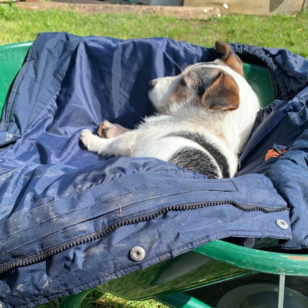 We love dogs! 💛 This #FosterDogFriday we have Jake with the multi purpose garden wheelbarrow. 💛 Jake's foster carers love to tend to the garden and Jake enjoys being out and about with them. Find out more about becoming a foster carer. 👉dogstrust.org.uk/rehoming/foste… #ADogIsForLife