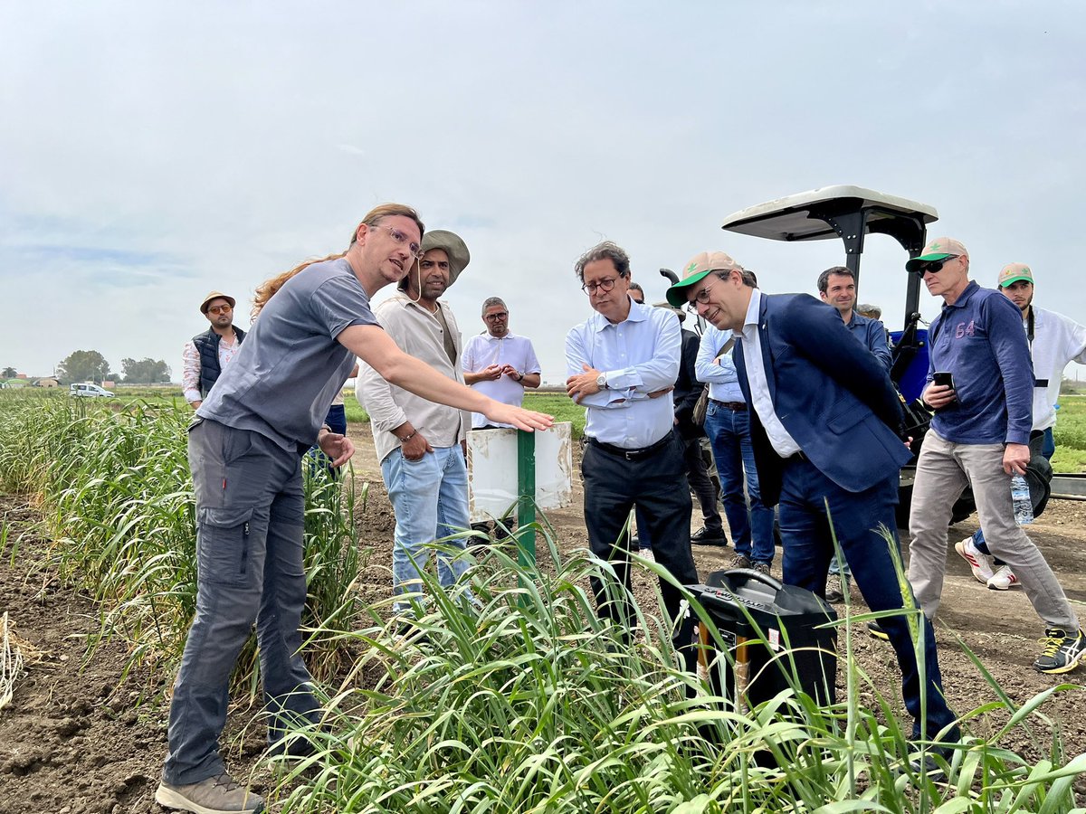 The climate smart @CGIAR crops demonstrated by @alyabousabaa’s team at the @INRAMaroc @ICARDA Morocco Research Platform aren’t just resilient, they may be the lifeline for rural livelihoods in the face of accelerating climate change. @CGIAR #WithScienceWeCan