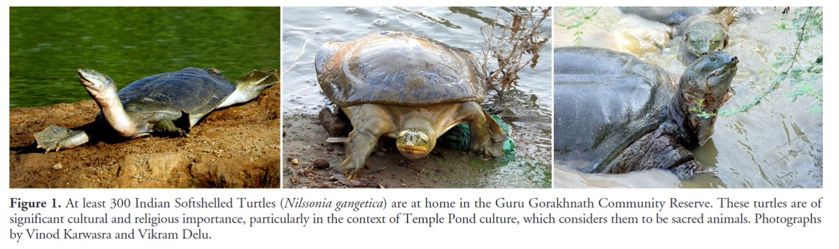 'Conservation of two freshwater turtle species in the Guru Gorakhnath Community Reserve in Western Haryana, India' by Delu et al. (2024) has recently been published in #ReptilesandAmphibians: doi.org/10.17161/randa… #Herpetology #Reptiles #Turtles