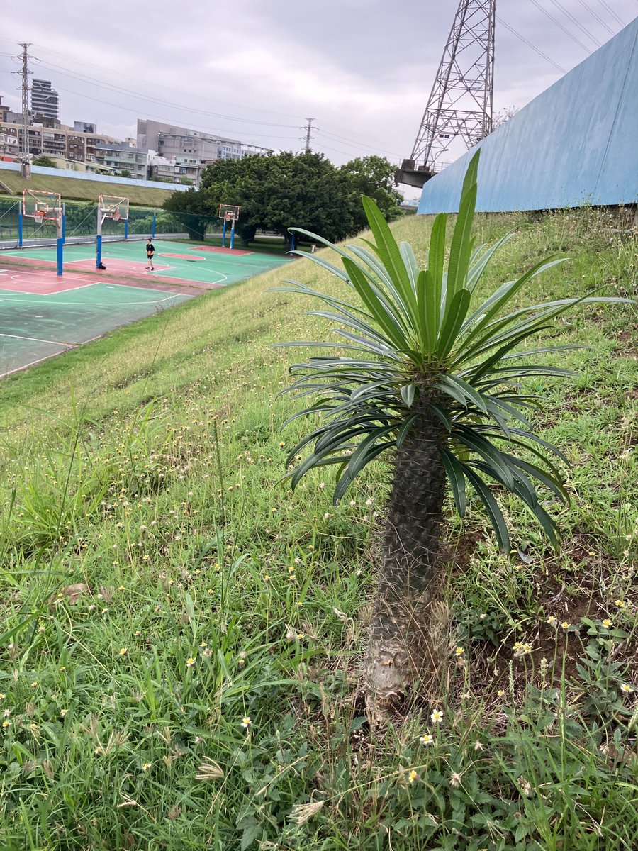 野良パキポディウムです。多分Pachypodium Lamerei