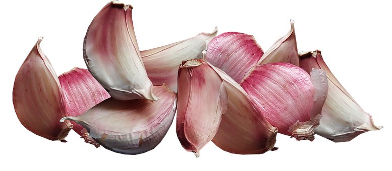 Today is #NationalGarlicDay 

Held on April 19th every year, National Garlic Day celebrates the vegetable also known as the 'stinking rose'.

The fragrant and potent root has been seasoning our food dishes for thousands of years! 🧄🧄

#GarlicDay 

#garlicbutterchicken