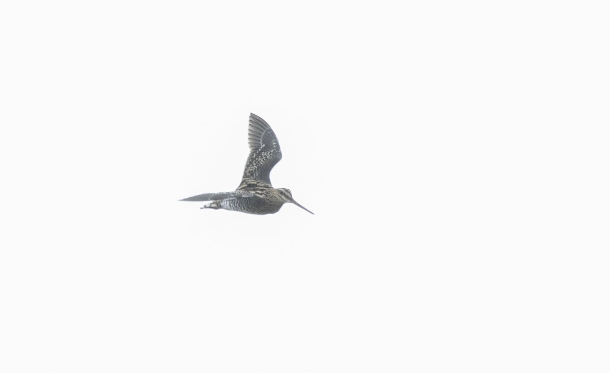 would appreciate any thoughts from informed snipe people - images are small in poor light - landing shot backlit - no white trailing edge - call quiet and inobvious