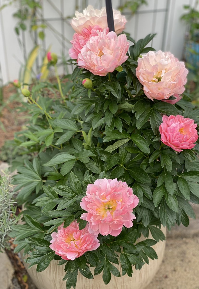 It’s #PinkFriday. Love, love, love Peonies! #Flowers #MasterGardener