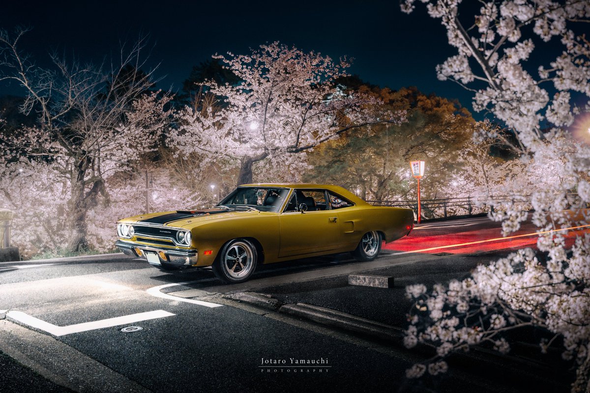 jotaroyamauchi's tweet photo. Road Runner × Sakura https://t.co/mxRQEqpFIv