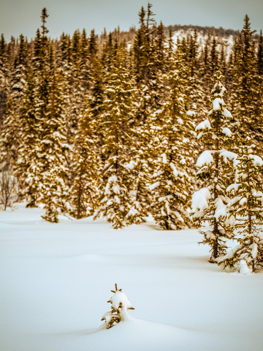 MansBjorn's tweet photo. This little tree is operating outside of the forest, alone, exposed. 
Did it have a choice? Probably not. 
Will it succeed? Probably? 

#Saxnäs #Vilhelmina
#Fujifilm #XT4 #XF50140mm https://t.co/NAMk5js2yJ