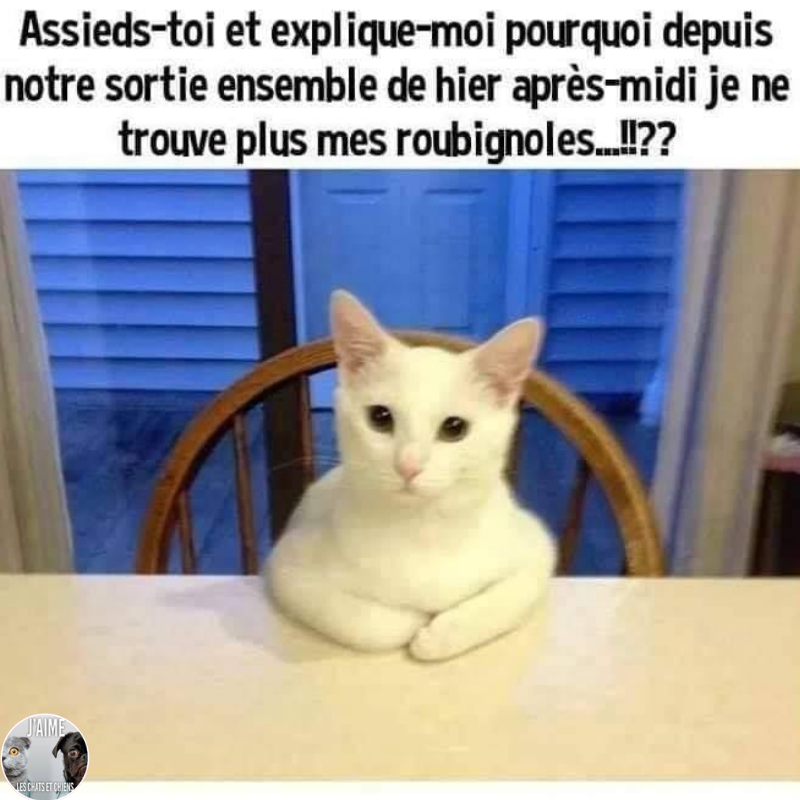 😂🤣😂😋 #chat #chats #chaton #chatons #funnycat #funnycats #felin #gato #gatos #gatto #minet #bouledepoil #kitten #kitty #mdr #lol #marrant #humourchat #humourchats #chatdrole #katze #rigolo #marrant