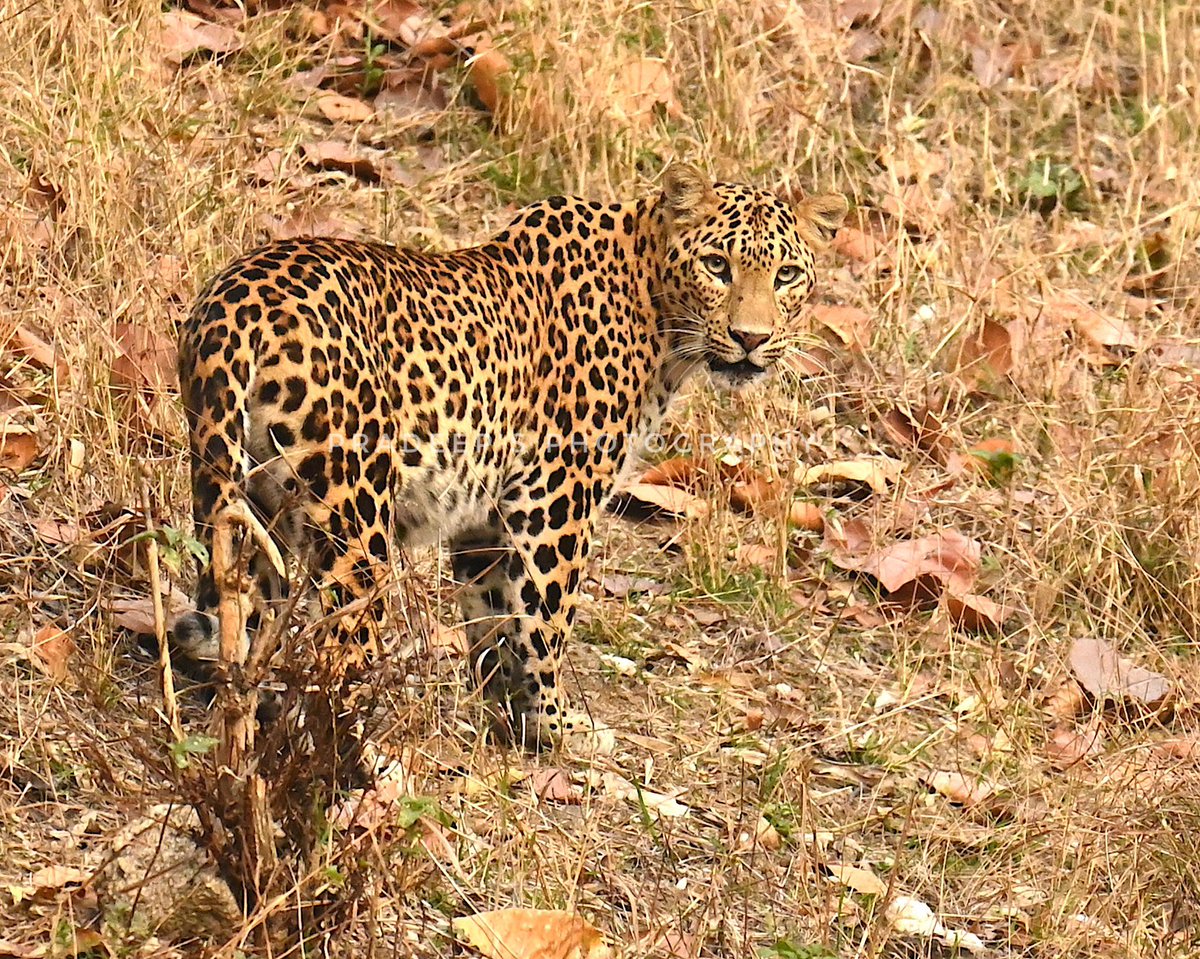 Right time the right place  
#tigerpradeepsingh #pradeepswildlifeexpeditions #tigerprasangsingh #tigersafariwithpradeepsingh 
#netgeotravel #netgeowild #nationalgeographic #bbcearth #bbctravel  #sanctuaryasia #natureinfocus #animalphotography #wildnature  #wildlifephotograpy