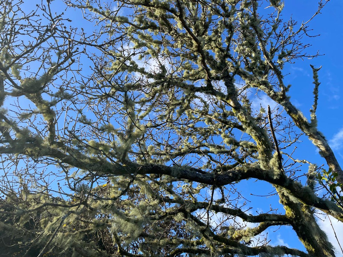 Manaton Rocks on Dartmoor this week. Manaton, Haytor Rocks, Hayne Down with Bowerman's Nose, Hamel Down, Hunters Tor, Lustleigh Cleave and the Wray Valley: