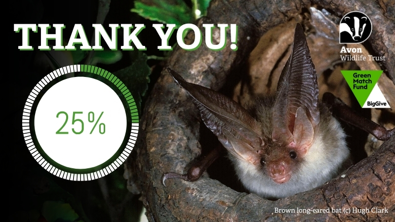 24 hours since the launch of our Woodland Homes for Wildlife appeal and we've already raised over 25% of our £10,000 target! Thank you so much💚 Online donations are currently being DOUBLED by Big Give! Have twice the impact for the wildlife you love 👇 avonwildlifetrust.org.uk/woodland-homes