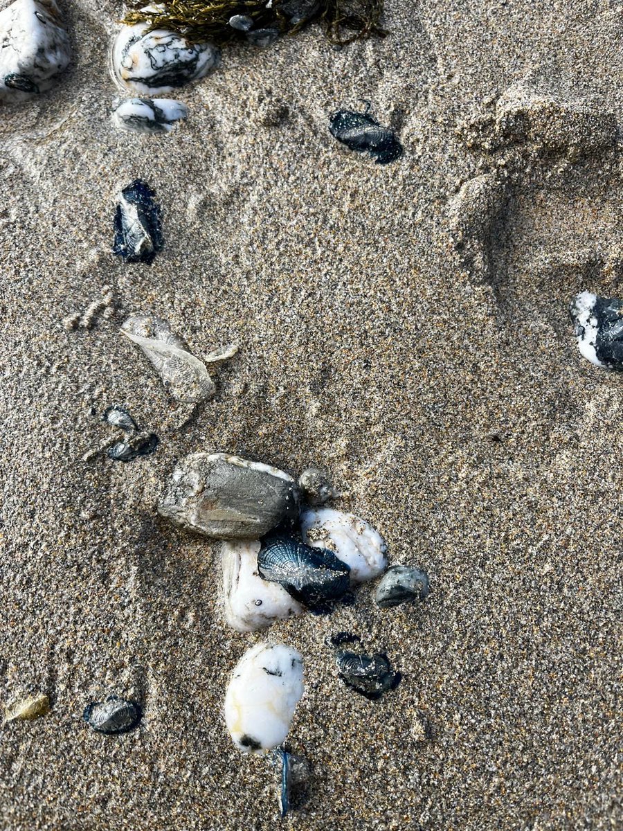 Heading to the beach this weekend? Look out for by-the-wind sailors! 🪼 Velella velella are hydrozoans – a colony of tiny individual animals called hydroids. They are similar to the Portuguese man o’ war, but don't worry you can't get stung! Have you spotted any? Let us know!