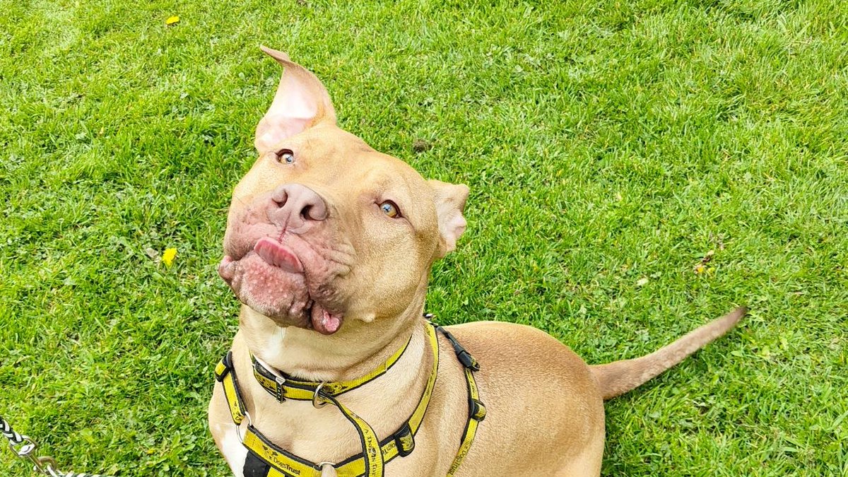 A sneaky little #tongueouttuesday from our golden boy, Malcolm 🥇

dogstrust.ie/rehoming/dogs/…