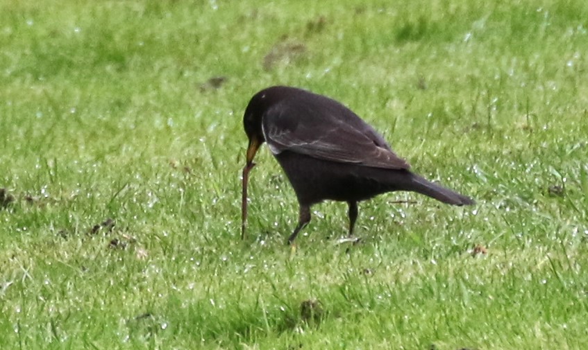 Ring Ouzel feeding at Weston Mill, Northampton. #Northantsbirds #TwitterNatureCommunity @NatureUK @Natures_Voice @bonxie