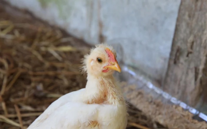🇻🇳🐣 Le Vietnam signale la première infection humaine par le virus de la #grippe aviaire #H9N2

ow.ly/HG4X50RjG5B