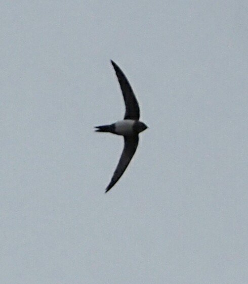 Managed to get a few shots of the Alpine Swift at Kenfig pool another great find by @neild1962 @TheEnglishExile