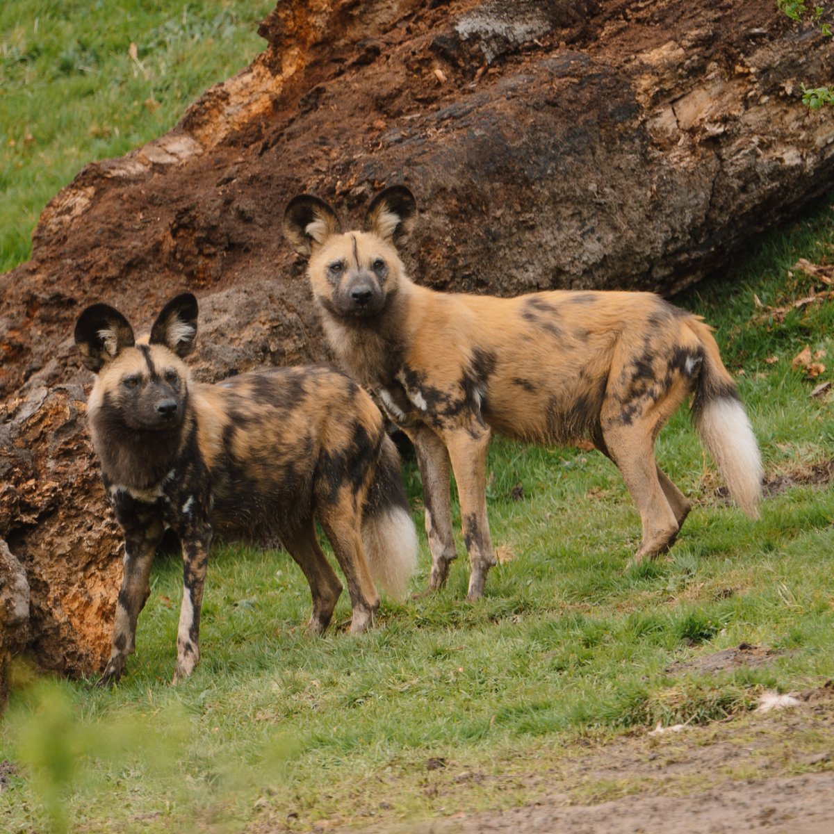 We're running an exciting competition on Facebook and Instagram where you could win a Bronze VIP Tour to meet our new African painted dog pack and other safari favourites!  Enter on Facebook: facebook.com/longleat Enter on Instagram: instagram.com/longleatoffici…