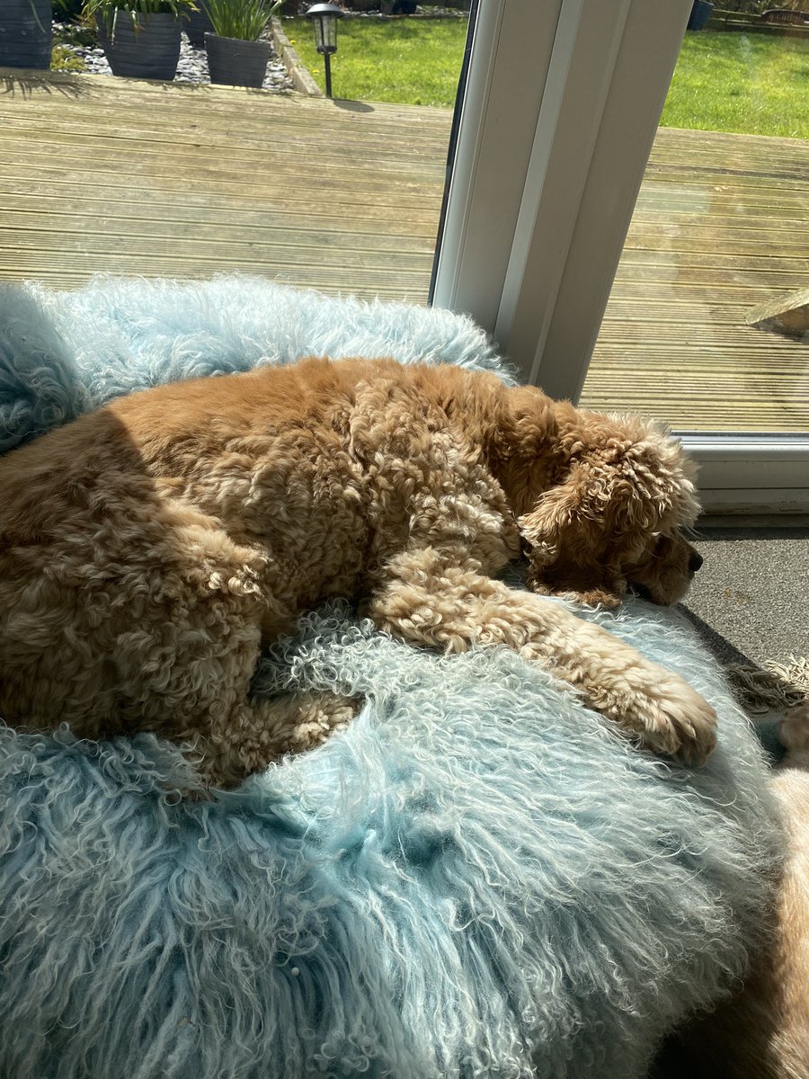 SpanielsSuper's tweet photo. Mum gave me a fuss & helped me onto the #WorldsBestPA perch, she said it’s been empty for #TooLong
I’m #VeryProud
I’m not sure if this means I’ve been promoted to #WorldsBestPA though? 🤔
Huge paws to fill but it’s #VeryComfy
What does everyone else think? #HaveI https://t.co/dNZgLaBfc1