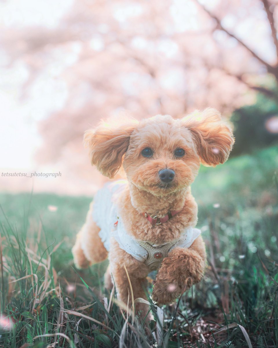 耳ふわっ💘可愛過ぎる😍
#東京カメラ部 
#tokyocameraclub
#inuclub_jpn
#inuくらぶ_jpn 
#ファインダー越しの私の世界
#dog
#犬
#桜
#cherryblossom