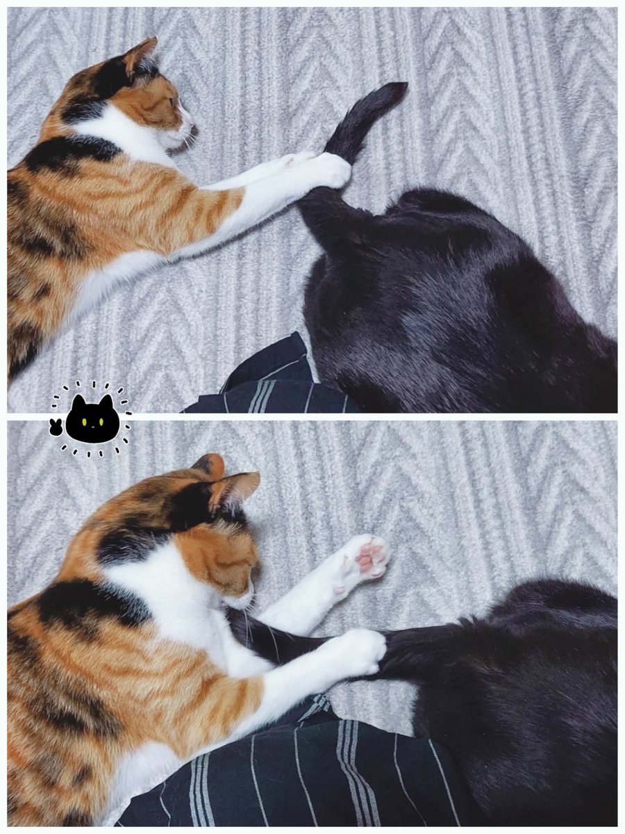 しっぽ咀嚼されとるよ 