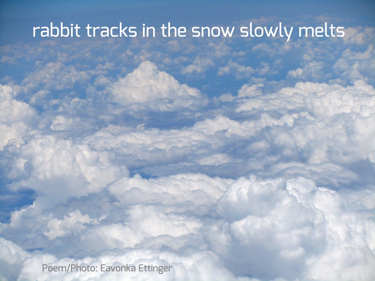 #shahai by Eavonka Ettinger @stormofcuteness Eavonka lives in Long Beach, CA. She’s published many #haikai forms, but shahai combines her love of #photography & #haiku/ #senryu. #micropoetry #poetrycommunity #poetrylovers #poetry #photo #rabbit #sky #photooftheday #snow