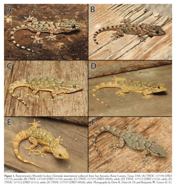 'Invasion history of the Moorish Gecko, Tarentola mauritanica (Squamata: Phyllodactylidae), in the USA, with new records of an established population in Texas' by Davis et al. (2024) has recently been published in #ReptilesandAmphibians: doi.org/10.17161/randa… #Herpetology