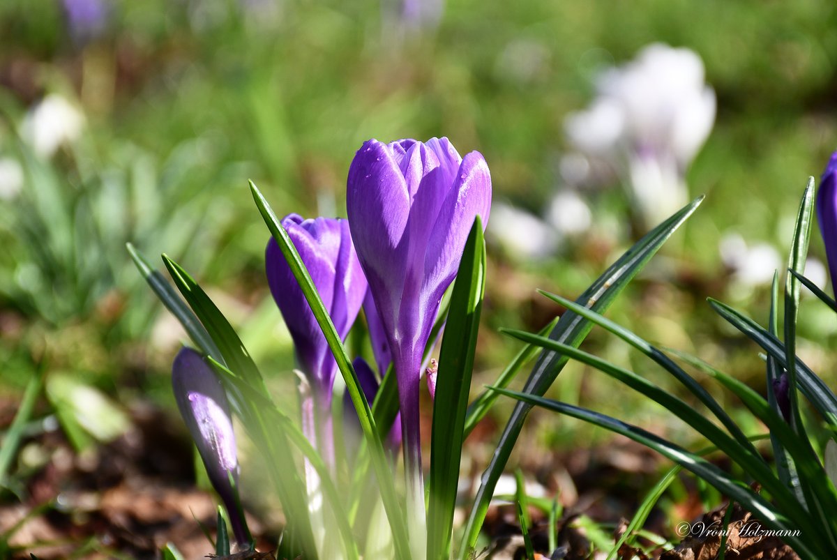 The beauty of crocus