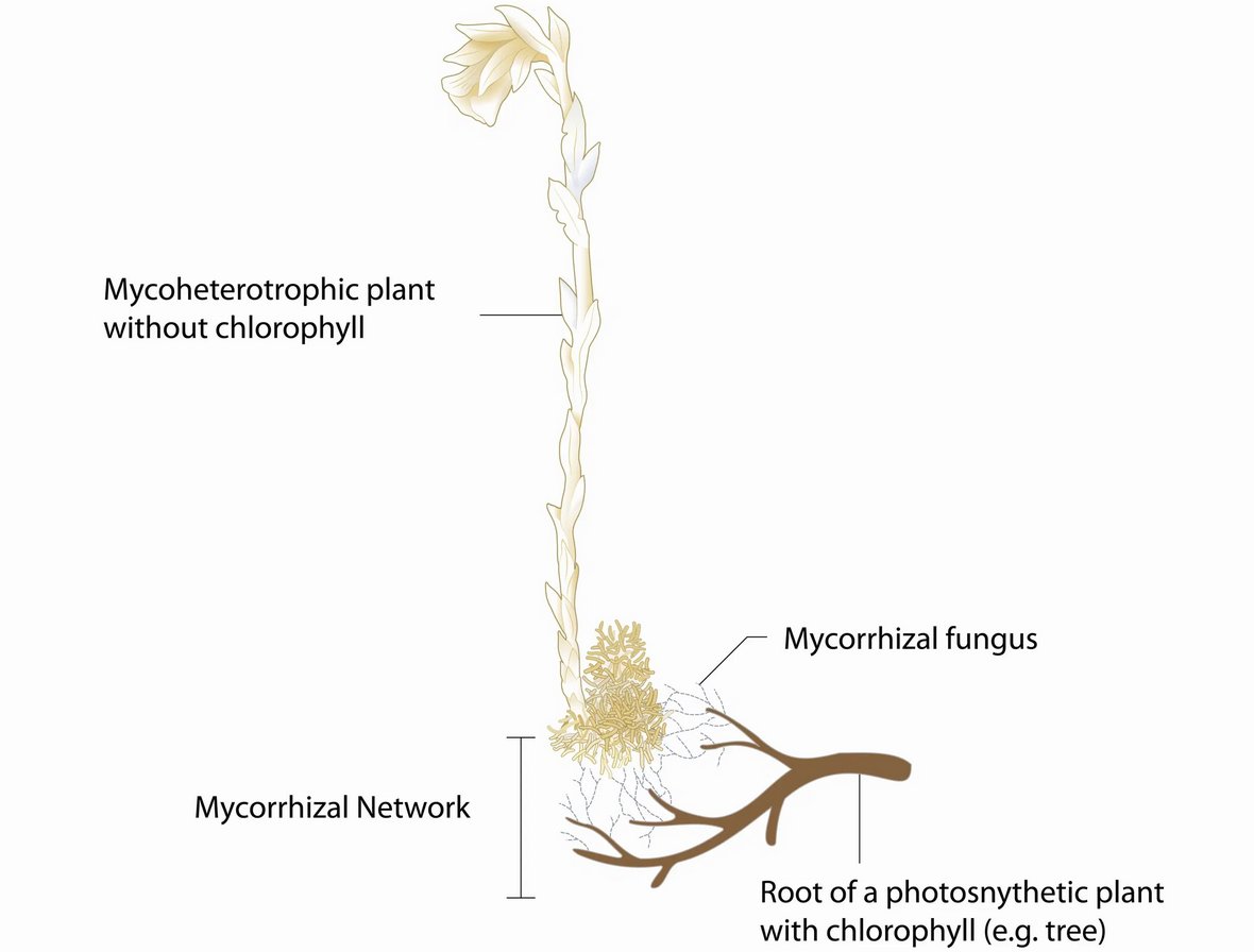 Mycoheterotrophic plants as a key to the 'Wood Wide Web' uni-bayreuth.de/en/press-relea… #NaturePlants #Mycorrhizal #Plants #UBT #UniBayreuth #Fungi