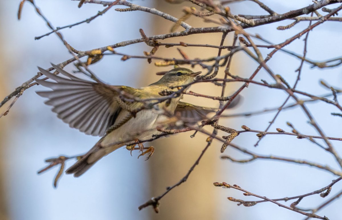 The #willowwarbler's beautiful cascading song can be heard on our Fenn's, #Whixall and Bettisfield Mosses #NationalNatureReserve, near Whitchurch #Shropshire A Recording of their song can be found on the RSPB website: rspb.org.uk/birds-and-wild… @BTO_Shropshire @Natures_Voice @_BTO