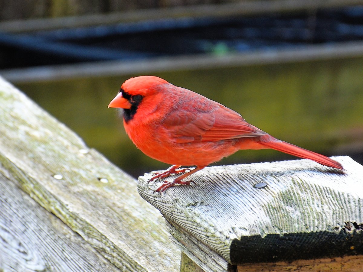 What a joy to see my Cardinal at sunrise! ❤️🙏😃🐦 #Cardinal #birds #nature #Joy #sunrise #birdwatching #Boston #Massachusetts #NewEngland #NaturePhotography #NatureLover #photography #NorthernCardinal