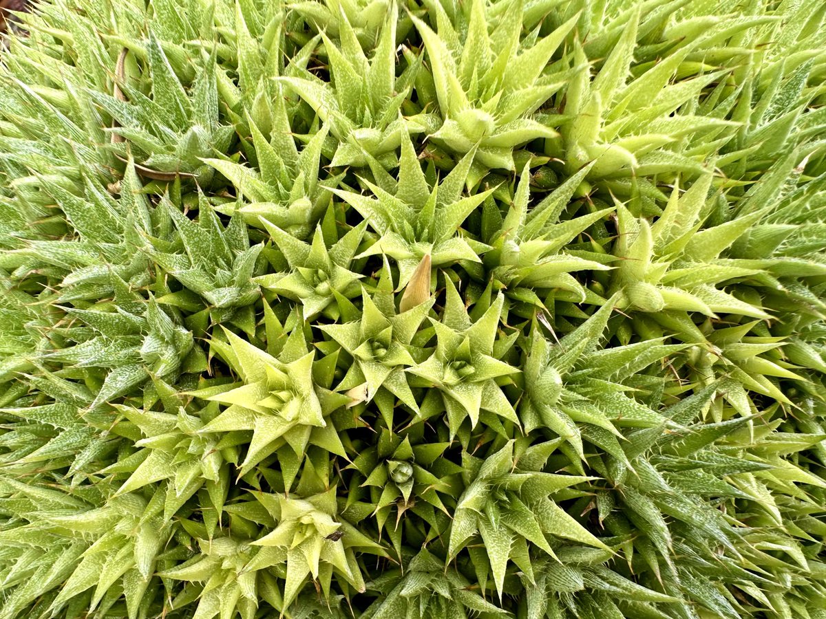 Deuterocohnia brevifolia #bromeliads #bromos #HouseplantHour