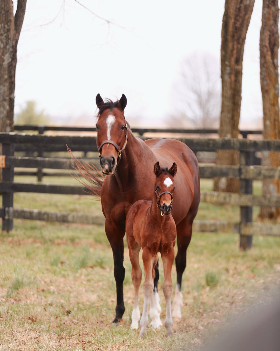 Our beautiful HIGH PITCH shows off her stunning MCKINZIE colt on a beautiful afternoon at Resolute Farm🥰