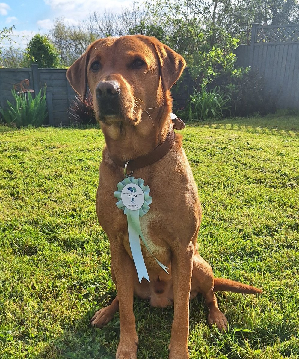 Bryce models this year's Peaks Challenge rosette in St Richard's Hospice colours. Dogs finishing the walk on 4/5 will get a rosette AND special dog treat, humans get a T-shirt & medal. Enter at  malverntowncouncil.org #worcestershirehour #malvernhills