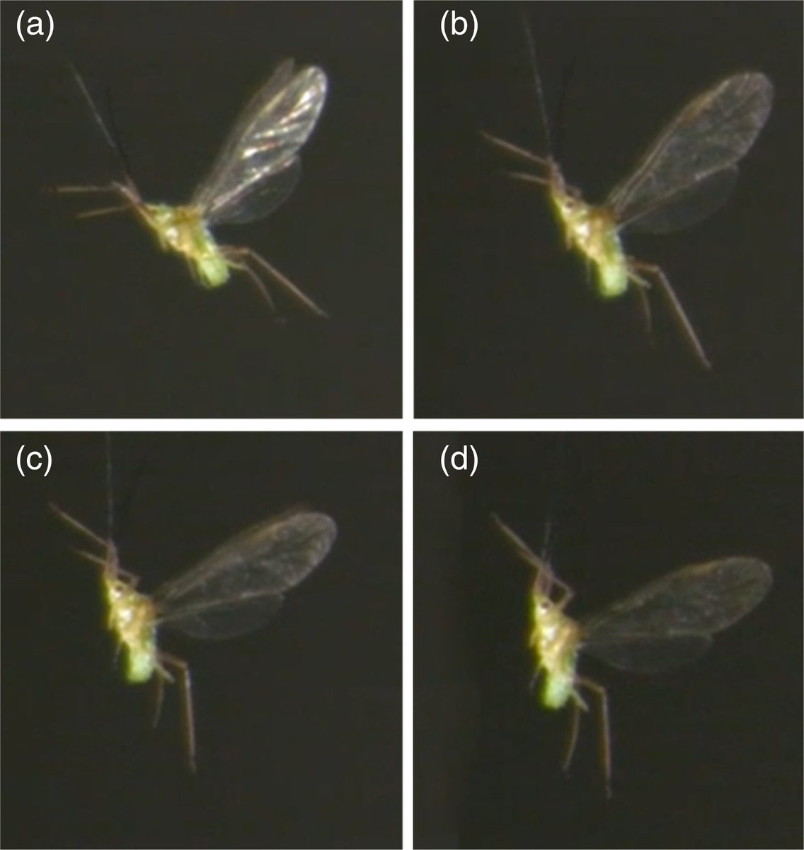 How aphids fly: Take-off, free flight and implications for short and long distance migration: new paper with links to amazing high-speed videos of aphids taking off by James Bell & Graham Shepherd @Rothamsted @KeeleUniversity resjournals.onlinelibrary.wiley.com/doi/full/10.11… #insect #highspeedphotography