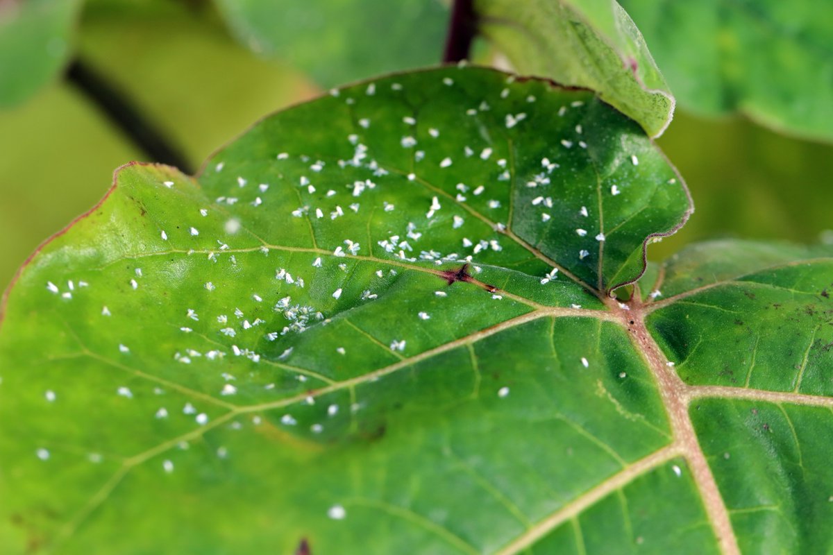 #Phloem feeding #insects like #whiteflies cause major crop damage, either via feeding damage or upon transmission of e.g. #PlantViruses. A new paper by🏴󠁧󠁢󠁳󠁣󠁴󠁿researchers in @MPMIjournal on #effector activities from these #PlantPests could help #CropProtection: bit.ly/3W9qXF9