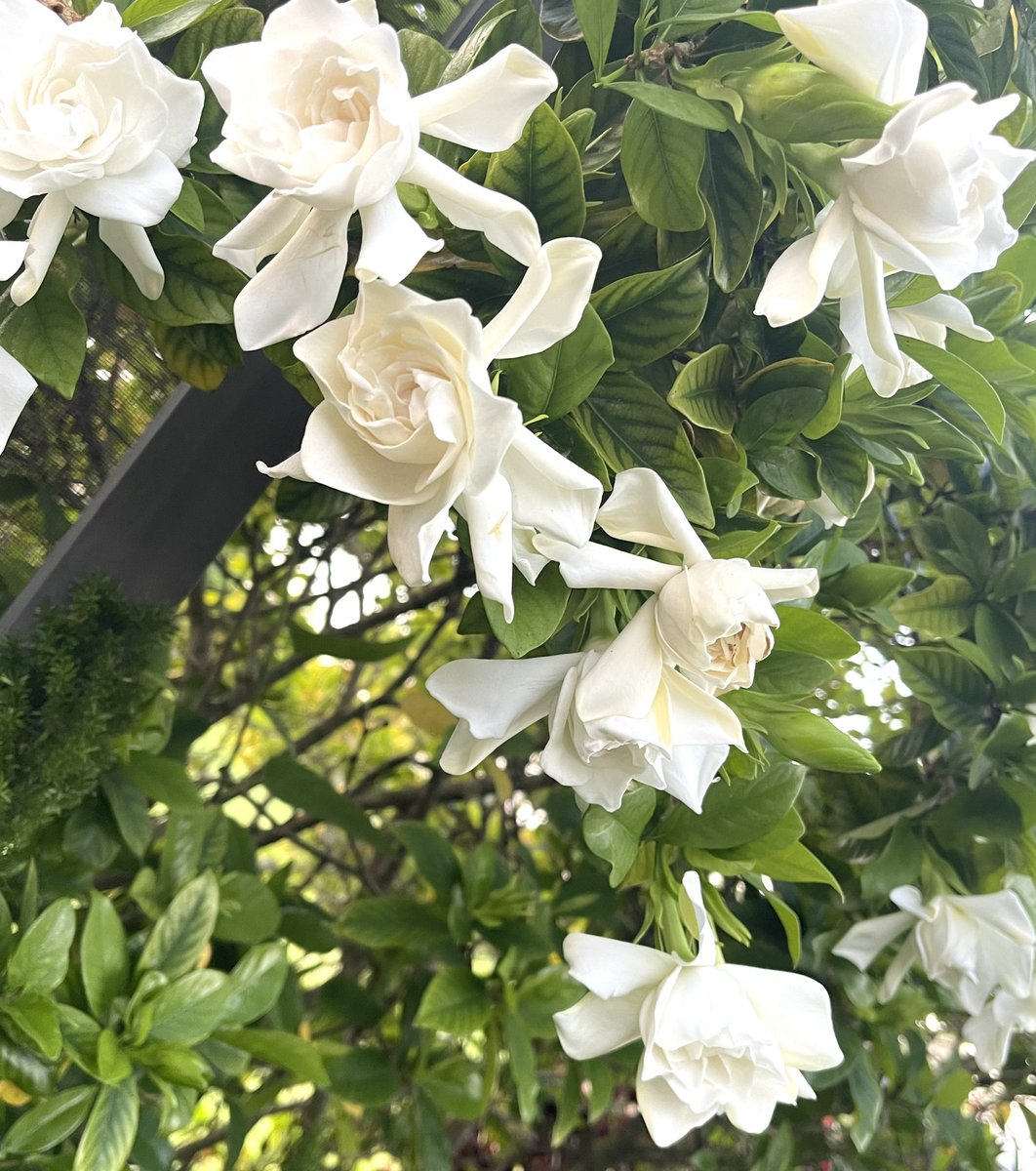 Happy #Friday to you! Make today a beautiful happening and thank you for being in my world. I love the gardenias that blossom from a bush in my yard - the scent wafts into my lanai. Can you try and look at all of the small blessings in your life and wear a spirit of #gratitude?