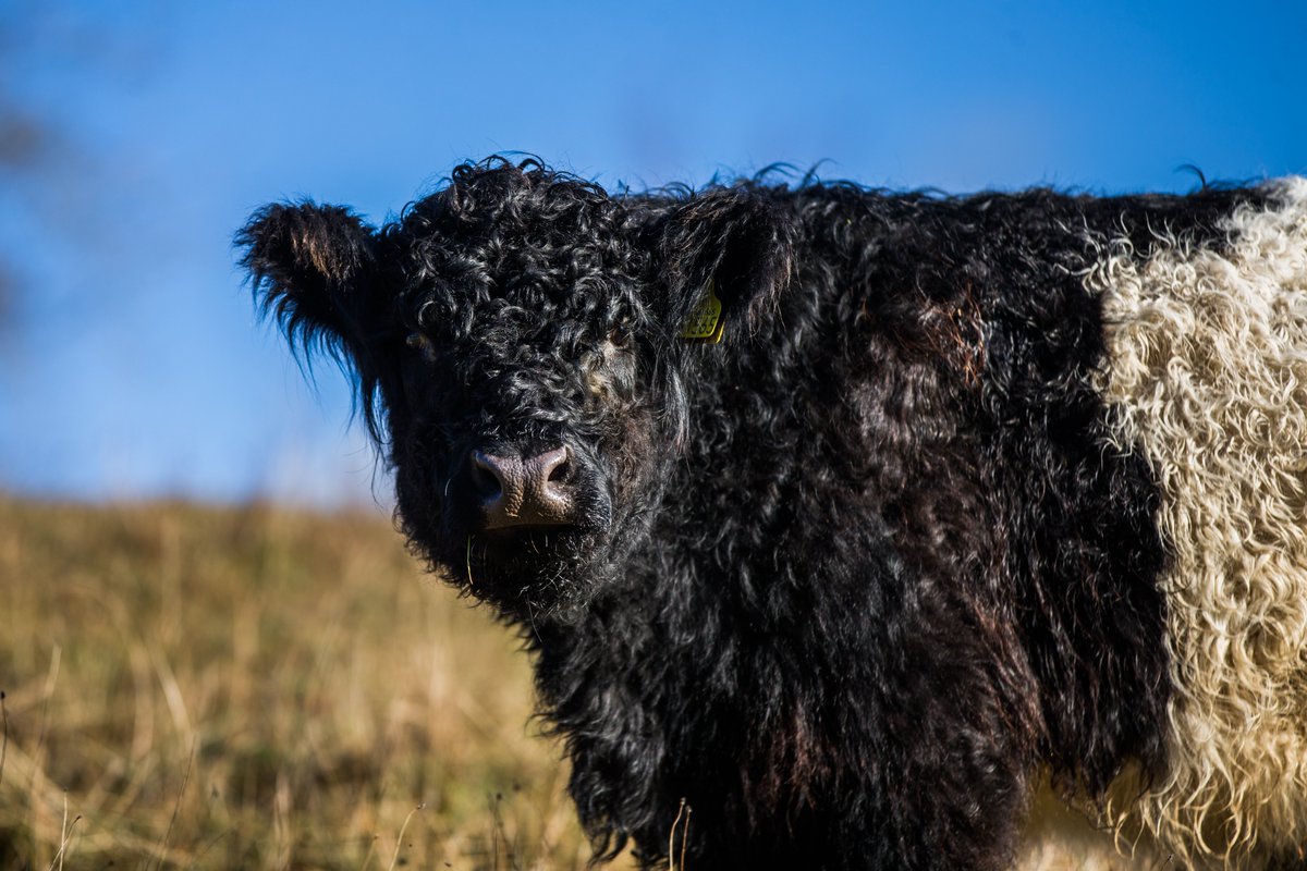 This week we wave a fond farewell to the Belted Galloway cattle who we have loved seeing here for the past few months. 🐮 Following their expert grazing we look forward to seeing more wildflowers this spring & summer and to welcoming the cattle again soon. #conservationgrazing