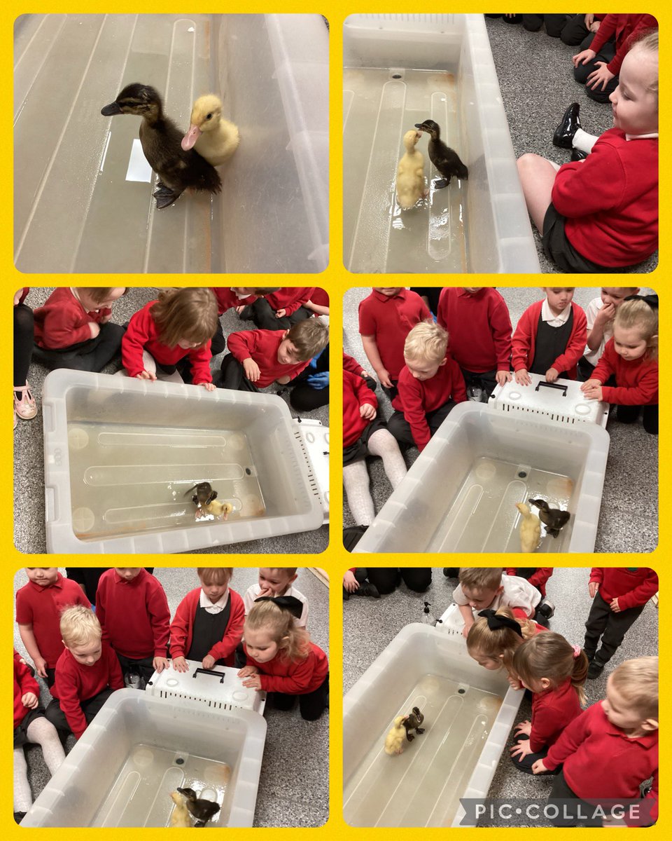 WMPrimaryF1's tweet photo. We were super excited to meet the ducklings this morning. #psed #utw #caringforanimals https://t.co/YXVWtNapYd