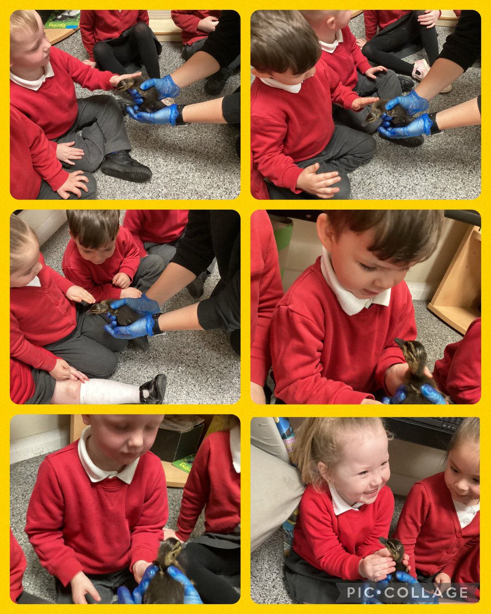 WMPrimaryF1's tweet photo. We were super excited to meet the ducklings this morning. #psed #utw #caringforanimals https://t.co/YXVWtNapYd